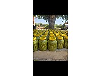 yeşil zeytin bir gemlik