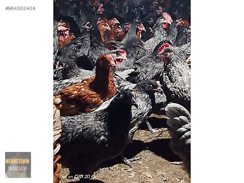 Tavuk Mehmet Emin Tavukculuk Tan Kilavuzda Blue Australorp Sahibinden Comda 964502408 Tavuk Mehmet Emin Tavukculuk Tan Kilavuzda Blue Australorp Sahibinden Comda 964502408