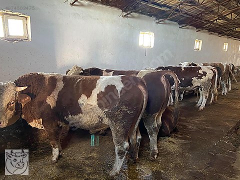 boga kars hayvan satislari besiye kurbana damizlik dana duve inek bog sahibinden comda 974503475 boga kars hayvan satislari besiye kurbana damizlik dana duve inek bog sahibinden comda 974503475