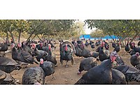 satılık hindiler #1271504093