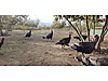 Pets & Livestock / Poultry & Fowl / Turkeys