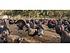 Pets & Livestock / Poultry & Fowl / Turkeys