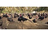 Pets & Livestock / Poultry & Fowl / Turkeys