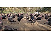 Pets & Livestock / Poultry & Fowl / Turkeys