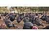 Pets & Livestock / Poultry & Fowl / Turkeys