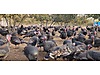 Pets & Livestock / Poultry & Fowl / Turkeys