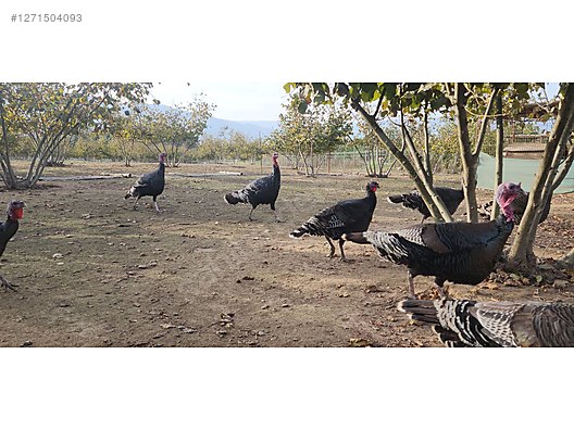 Pets & Livestock / Poultry & Fowl / Turkeys