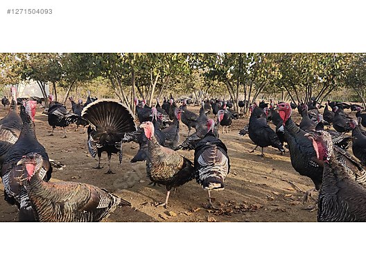 Pets & Livestock / Poultry & Fowl / Turkeys