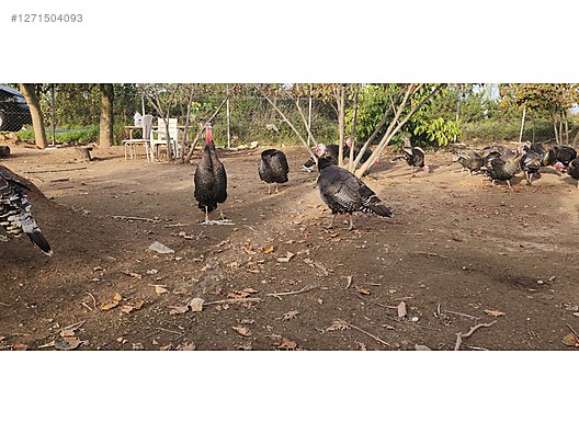 Pets & Livestock / Poultry & Fowl / Turkeys