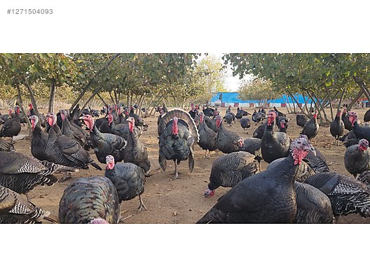 Pets & Livestock / Poultry & Fowl / Turkeys