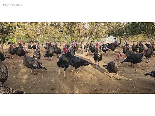 Pets & Livestock / Poultry & Fowl / Turkeys