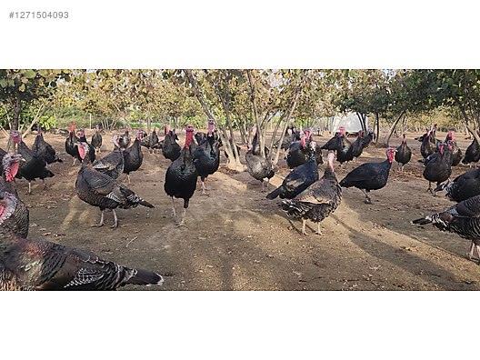 Pets & Livestock / Poultry & Fowl / Turkeys