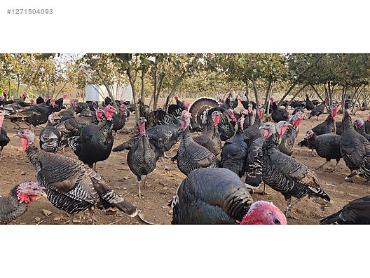 Pets & Livestock / Poultry & Fowl / Turkeys
