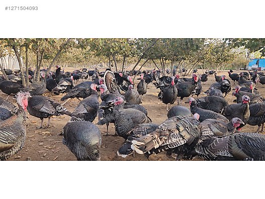 Pets & Livestock / Poultry & Fowl / Turkeys