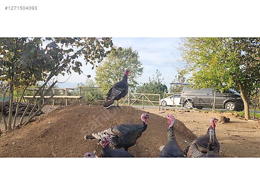 Pets & Livestock / Poultry & Fowl / Turkeys
