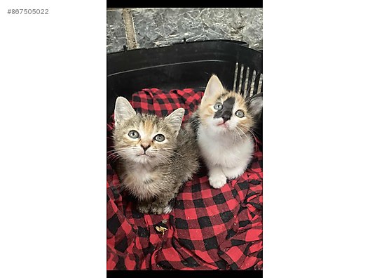 Kedi Melez Poncige Yuva Sahibinden Comda 867505022