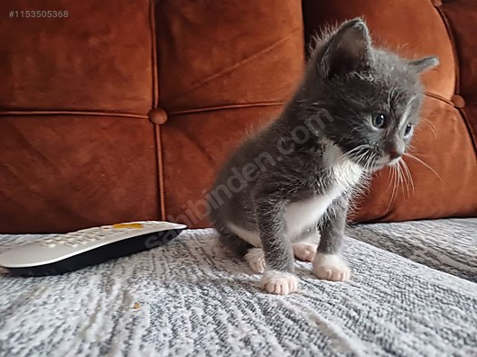 Kedi / Diğer Irklar / AÇIKLAMA KISMINI OKUYUN ÖYLE MSJ ATIN Sahibinden ...