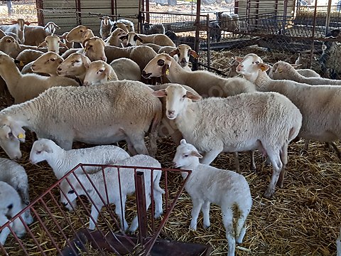 61utxmqpgsm30m 61utxmqpgsm30m