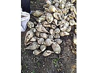 Şeker pancarı her ile teslimat 10kg luk ilan