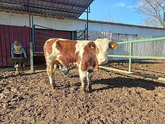 Pets & Livestock / Large Livestock / Bulls