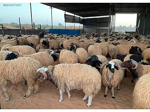koc anadolu yakasi en ucuz adak kurban 600 tl den eymen adak sahibinden comda 984507097