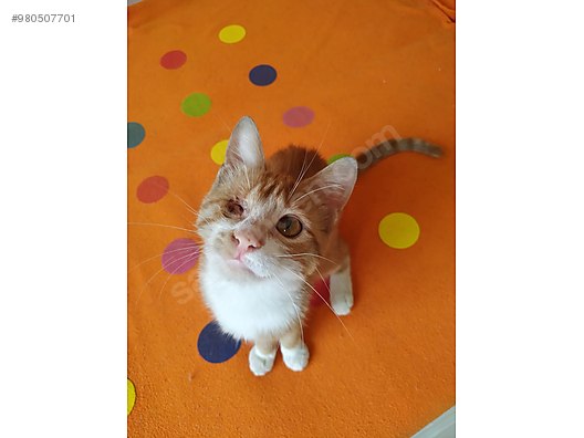 kedi sarman izmir yavru kedi yuva ariyor sahibinden comda 980507701