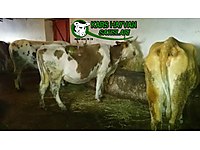 Besiye Gidecek Canlı Kilo İnek Kars/Merkez #1283510718