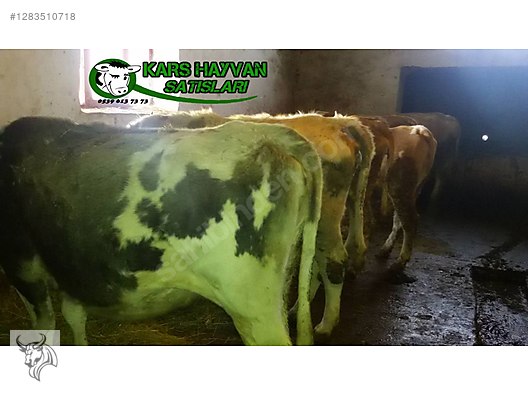 Pets & Livestock / Large Livestock / Cows