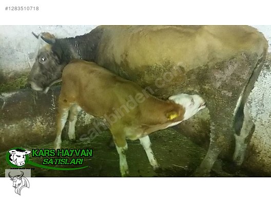 Pets & Livestock / Large Livestock / Cows