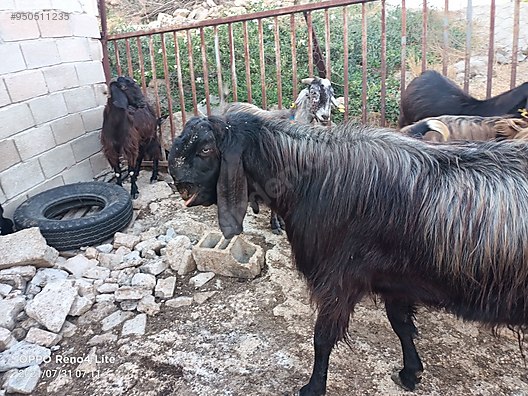 hatay reyhanli halep sami kecisi hayvanlar alemi ilanlari sahibinden com da hatay reyhanli halep sami kecisi hayvanlar alemi ilanlari sahibinden com da