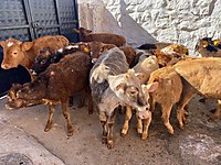 satilik buyukbas hayvanlar ilanlari ve fiyatlari sahibinden com da 8