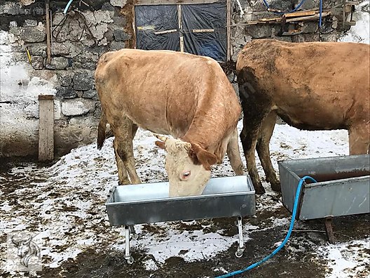 kars hayvan pazari damizlik kurbanlik simental duve temin edilir turkiye nin ucretsiz ilan sitesi sahibinden com da 915511515