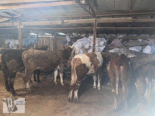 kocaeli derince izmit derince adaklik ve kurbanlik hayvanlar alemi ilanlari sahibinden com da kocaeli derince izmit derince adaklik ve kurbanlik hayvanlar alemi ilanlari sahibinden com da