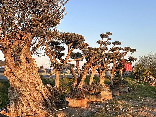20 ya ile 1000 ya aras dekoratif bonsai zeytin aac retimi on  sahibinden.com - 1299512239