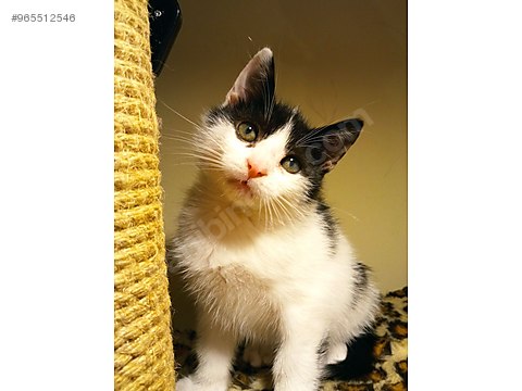 Kedi Smokin Istanbul 2 Aylik Kalici Yuvasini Ariyor Sahibinden Comda 965512546