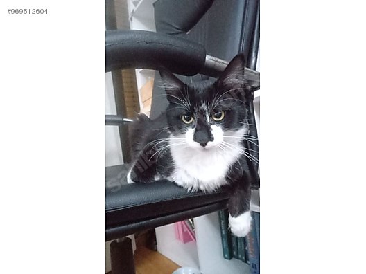Kedi Smokin Yakisikli Oglumuza Yuva Sahibinden Comda 969512604 Kedi Smokin Yakisikli Oglumuza Yuva Sahibinden Comda 969512604