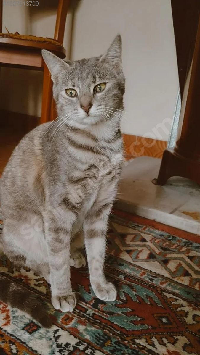 Kedi / Diğer Irklar / Gri ev kedisi 1027513709