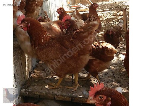 tavuk ureticiden ilk kan ataks lohman sandy sussex blue australorp sahibinden comda 889514497 tavuk ureticiden ilk kan ataks lohman sandy sussex blue australorp sahibinden comda 889514497