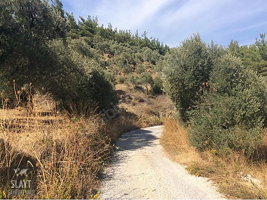 Izmir Kemalpasa Visnelide Satilik Zeytin Tarlasi Satilik Arsa Ilanlari Sahibinden Com Da 874515111