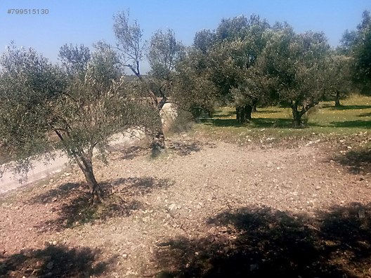 Ayvalik Merkez Satilik Arsa Ilanlari Ve Fiyatlari Sahibinden Com Da