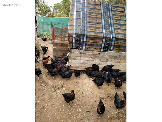 Nuloy0dqzlszm Nuloy0dqzlszm