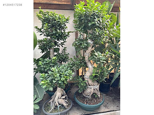 Ficus bonsai s bonsai fidan 130 santim on sahibinden.com - 1204517238