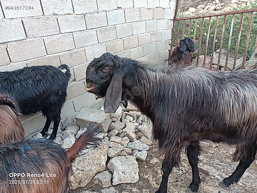 hatay reyhanli halep sami kecisi hayvanlar alemi ilanlari sahibinden com da hatay reyhanli halep sami kecisi hayvanlar alemi ilanlari sahibinden com da