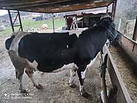 satilik inek cinsleri ve fiyatlari sahibinden com da 2