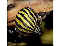 ORJİNAL İTHAL ZEBRA NERİTE SNAİL SALYANGOZ STOKLAR YENİLENDİ #1264518591