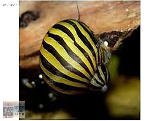 Hayvanlar Alemi / Akvaryum Balıkları / Omurgasızlar / Salyangoz