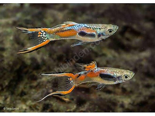 livebearers guppy karisik lepistes