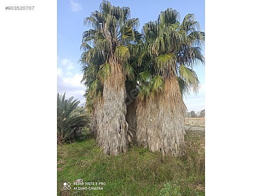 palmiye tum agac cesitleri sahibinden com da 903520707