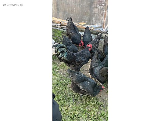 Pets & Livestock / Poultry & Fowl / Chickens