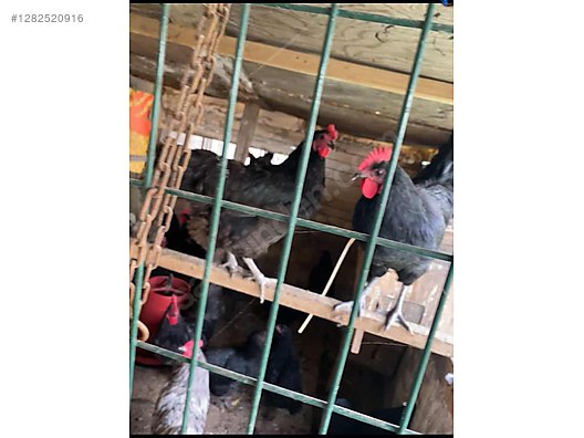 Pets & Livestock / Poultry & Fowl / Chickens